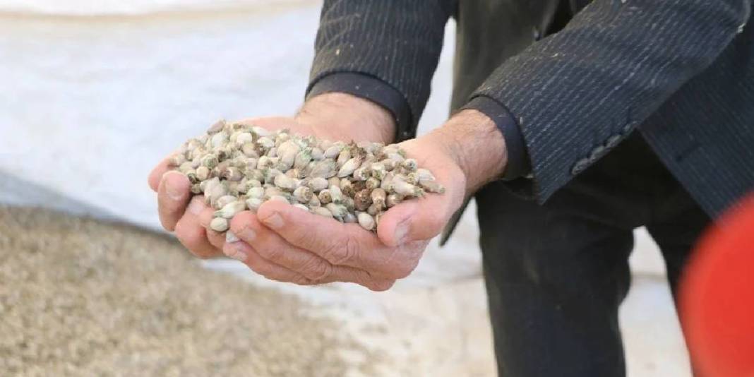 Peynirden sakıza, yemekten kahve yapımına! Kullanım alanı da yetişme alanı da geniş: Kilosu 700 TL 1